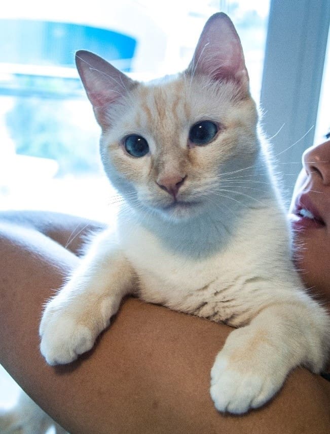 Marco the cat being held by his guardian in front of a window.