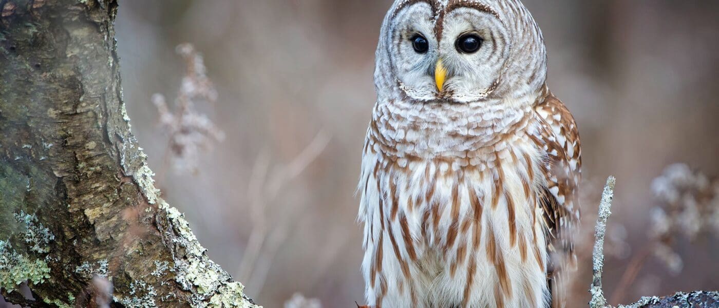 Owl on a blurred background