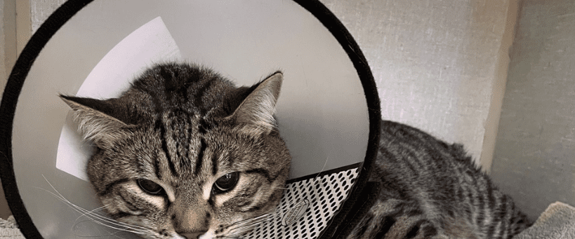 Vancouver Humane Society – Dedicated to the humane treatment of animals