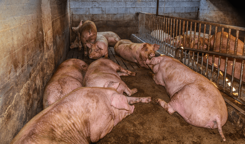 Pigs on a dirty floor of an industrial farm