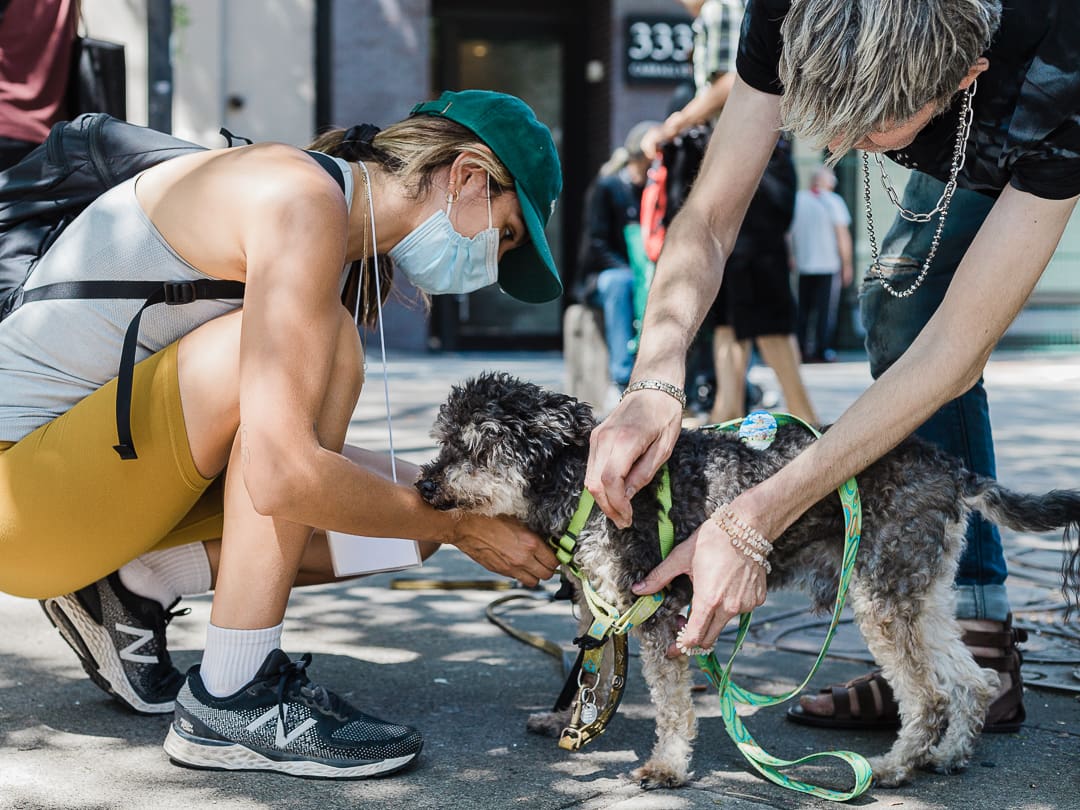 A dog being fitted for a harness on the sidewalk.