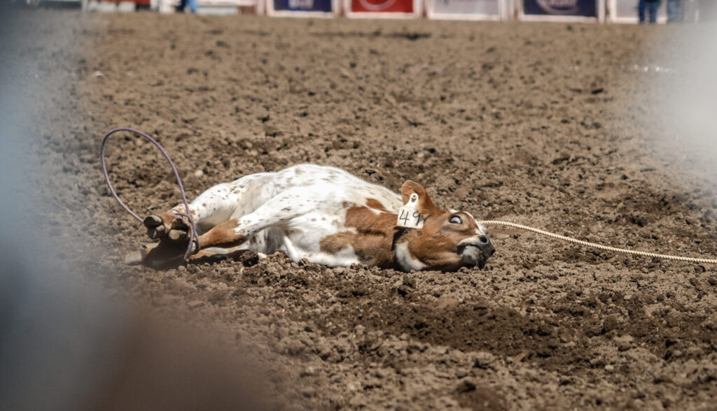 A roped calf lies on the ground at the Calgary Stampede rodeo