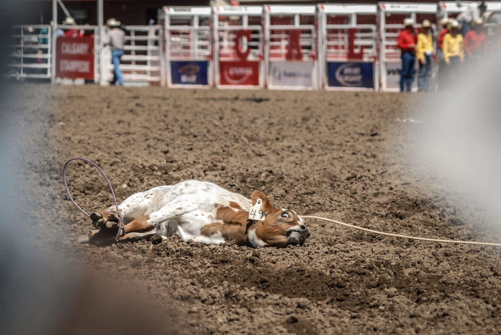 A roped calf lies on the ground at the Calgary Stampede rodeo