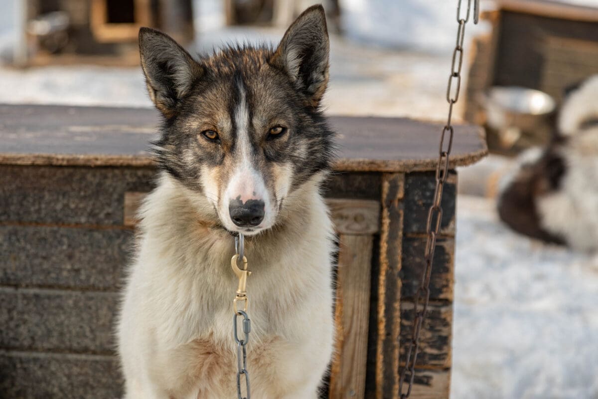 sled dog chained to dog house