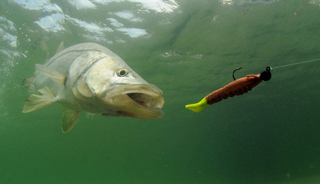 Fish approaching lure in the water