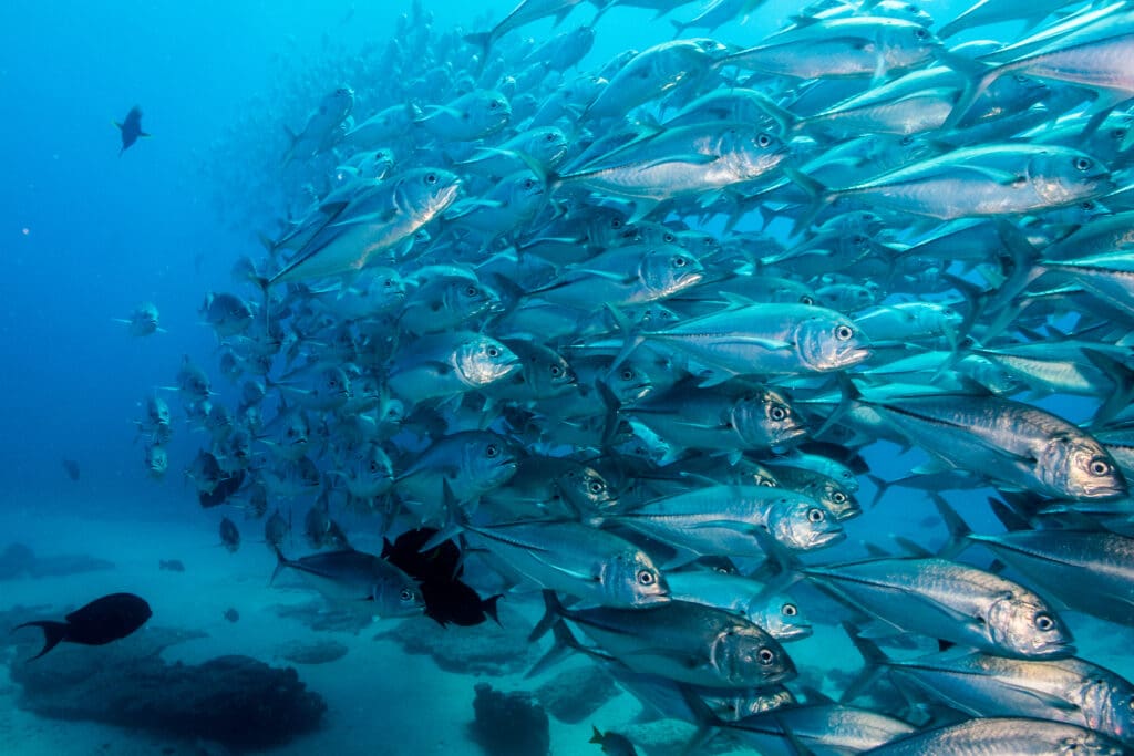 A wild school of fishes in the ocean.