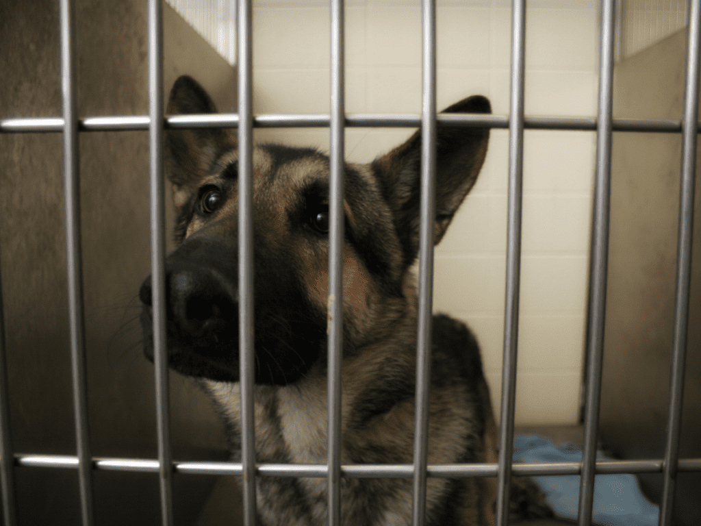 A dog in a kennel. Dogs seized due to dangerous dog laws can be held for months while waiting for a trial.