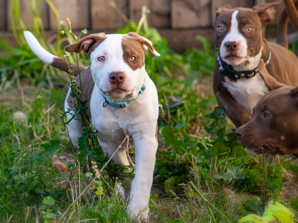 A group of pitbull puppies run in the grass. Pitbulls are still considered a dangerous dog in some laws, evidence to the contrary.