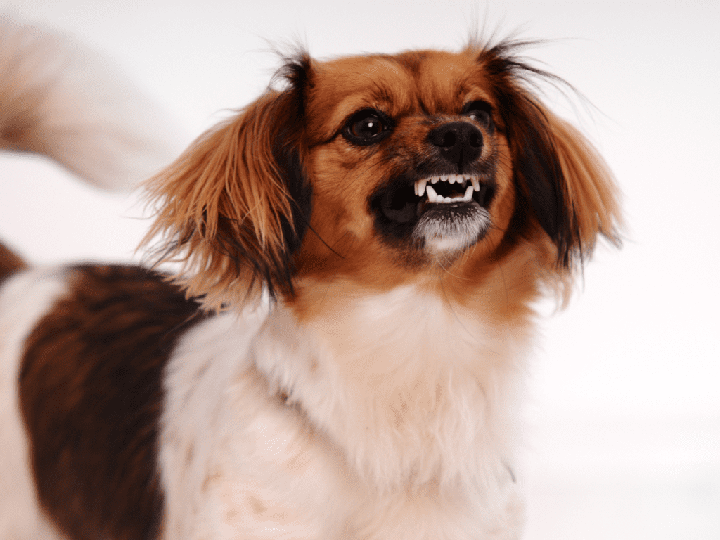 A small dog snarling. Dogs may snarl to communicate discomfort.