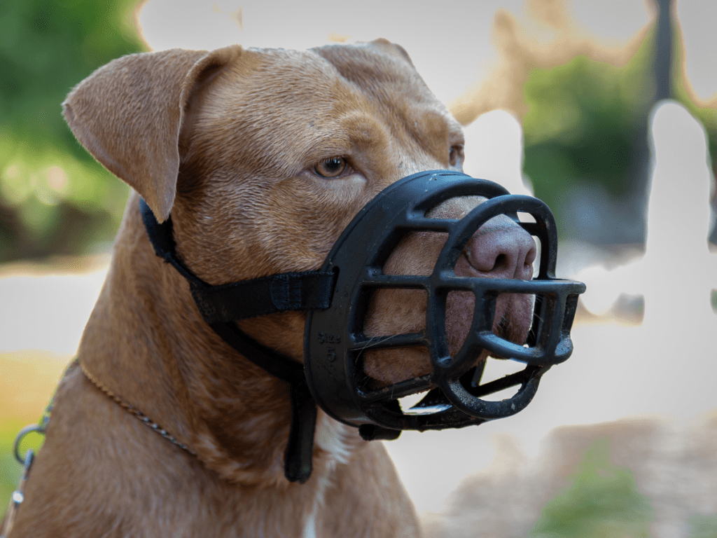 A dog wearing a muzzle, as required by some breed specific bylaws.