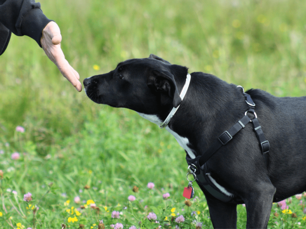 A dog smelling a person's hand in greeting.