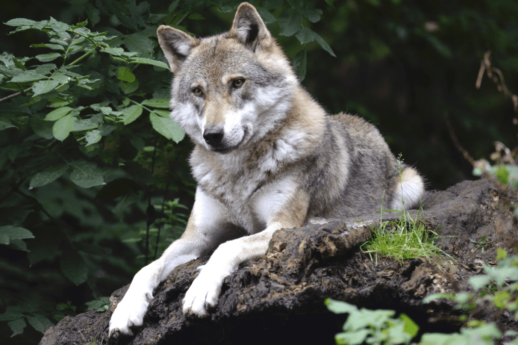 A wolf lies down in a forest. Wolves have been culled in B.C. since 2015.