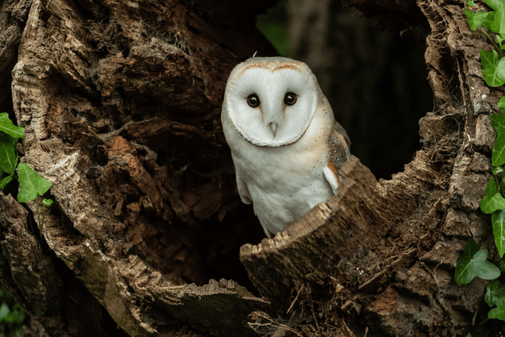 A barn owl sits in a fallen log. Owls are impacted by secondary poisoning from rodenticides.