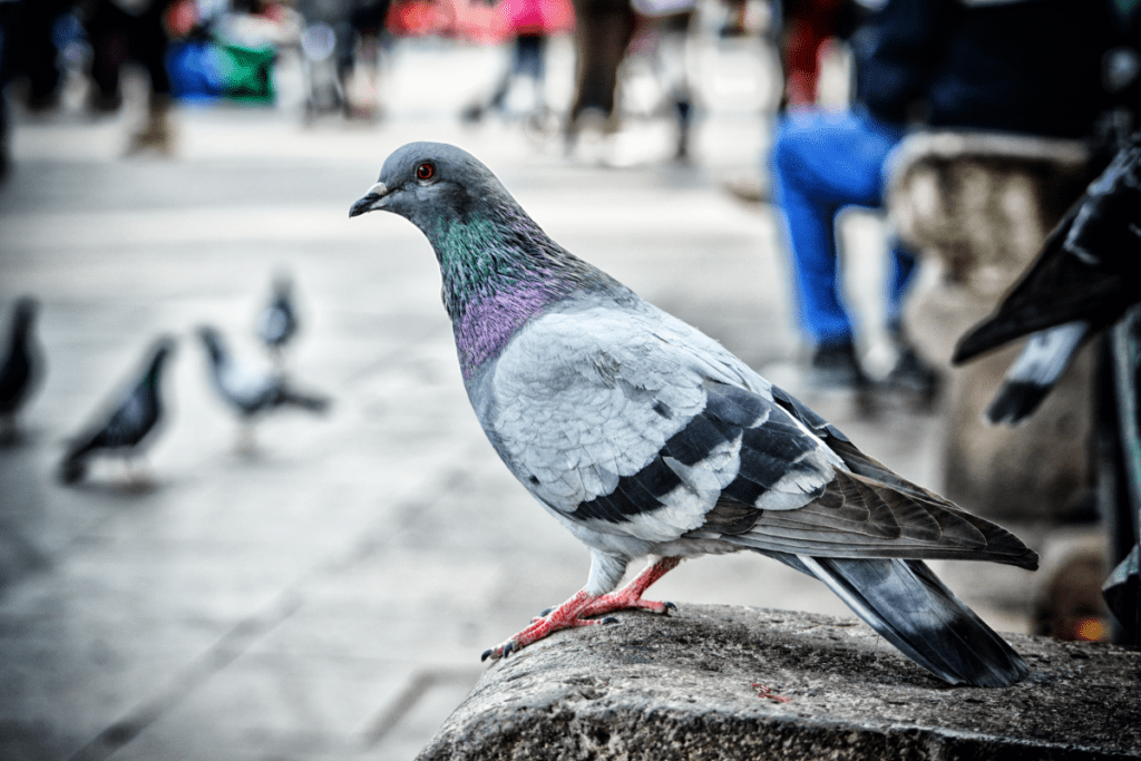 A pigeon stands on a concrete bench in a city block.