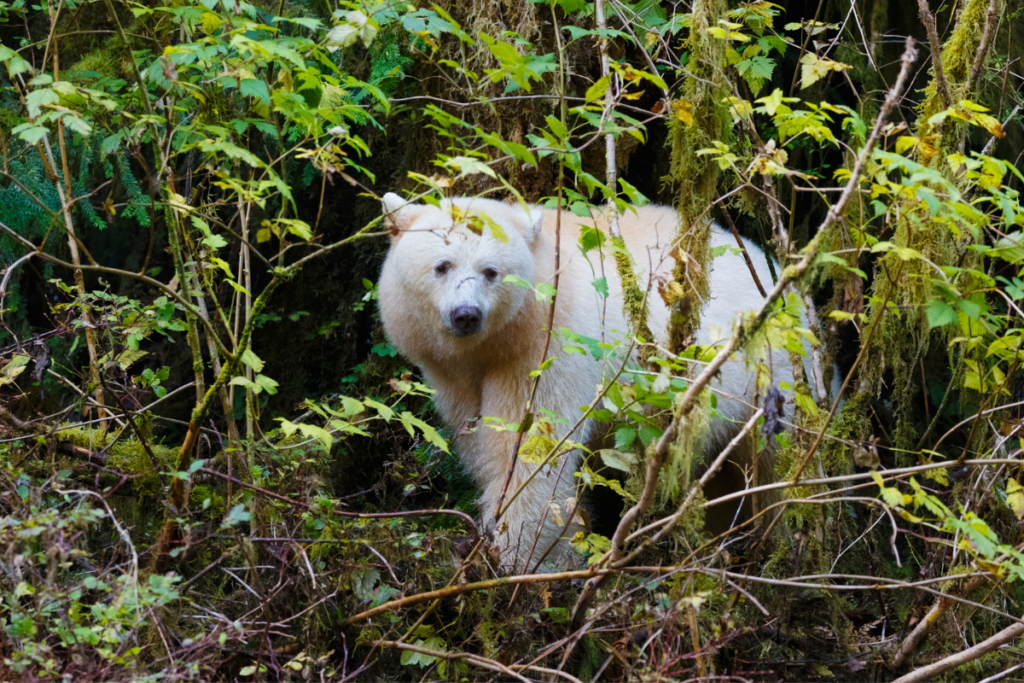 A spirit bear looks at the camera from in the woods.