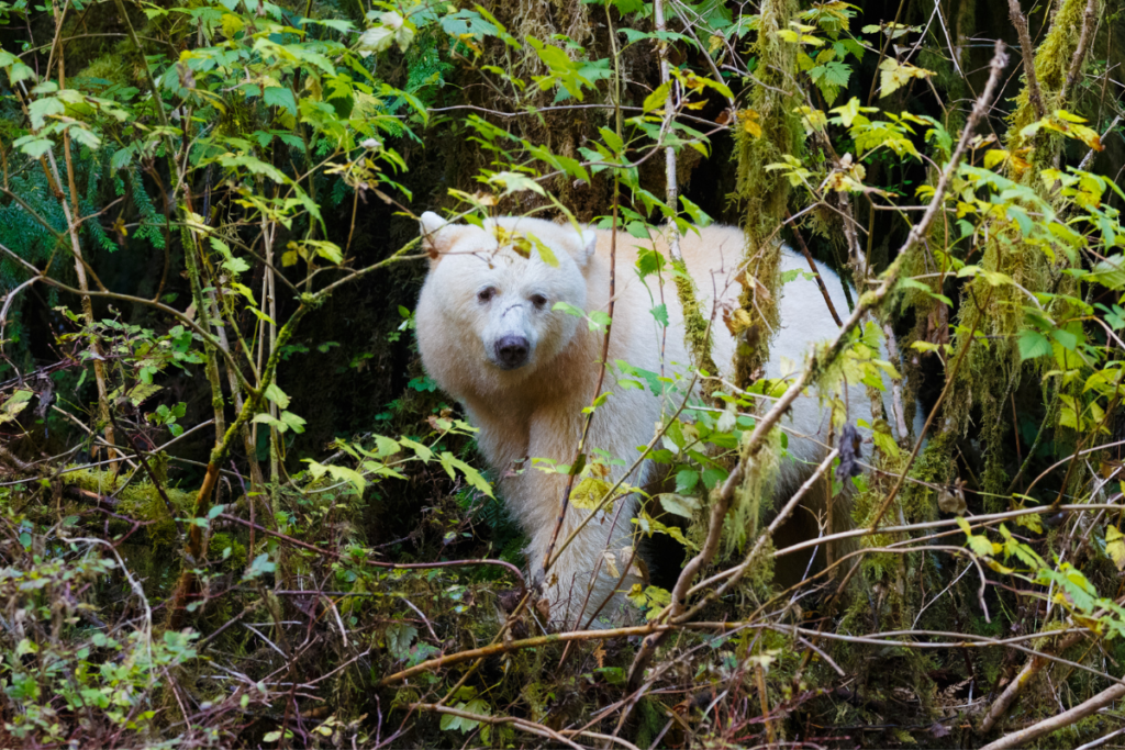 Podcast: Wildlife cruelty laws and rodent poisons – Vancouver Humane Society