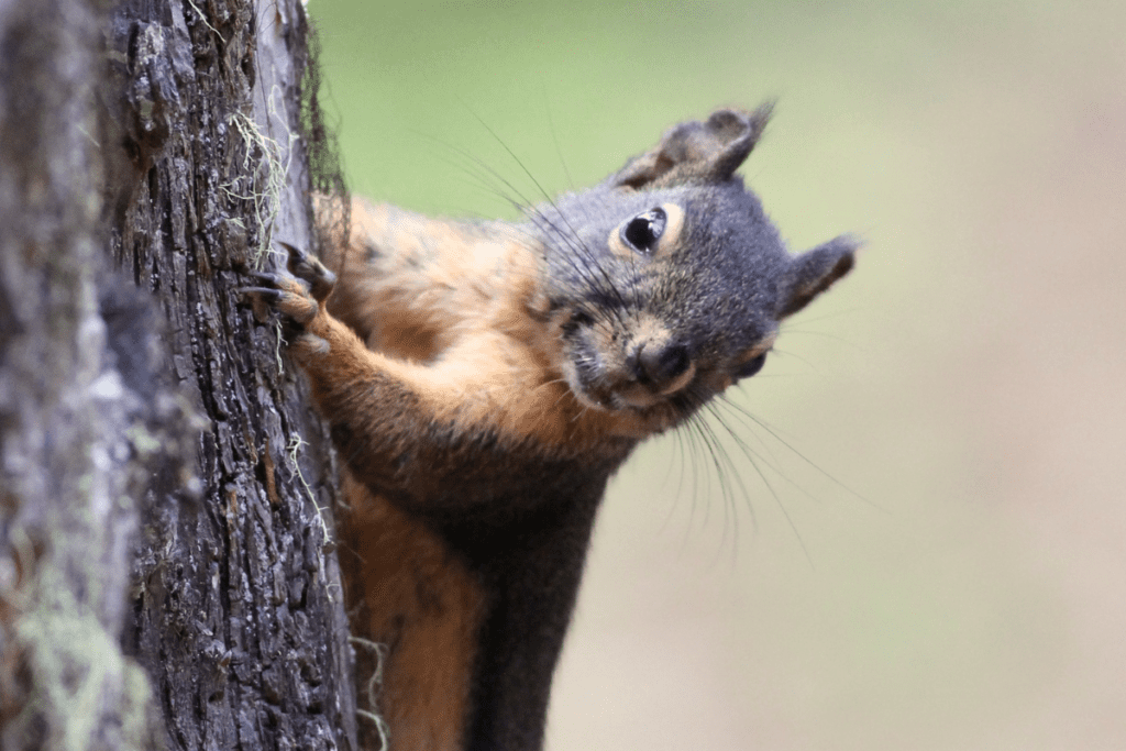 A Douglas squirrel climbs a tree.