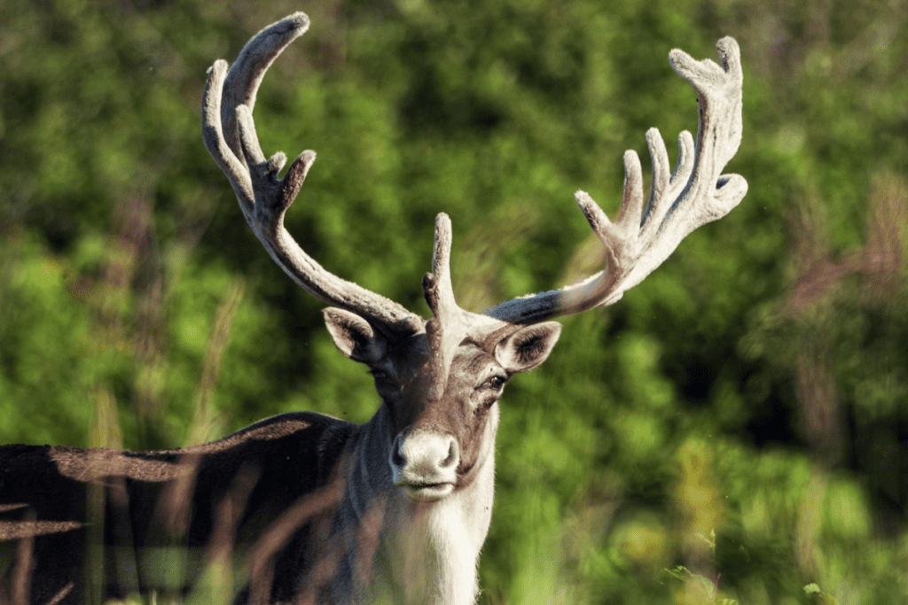 A caribou looks at the camera.