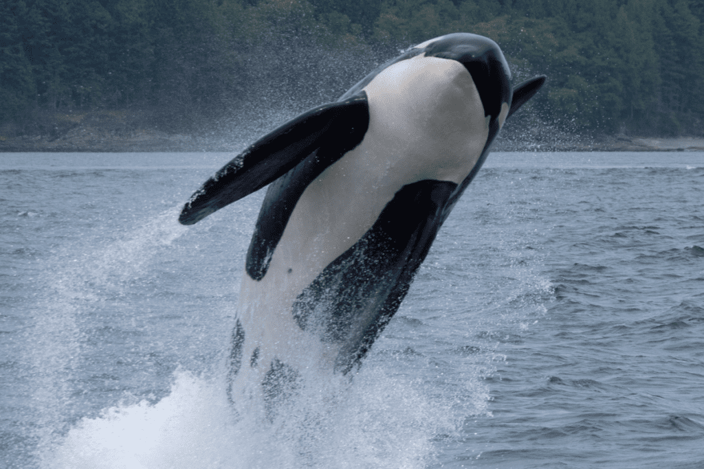 An orca jumps out of the water.
