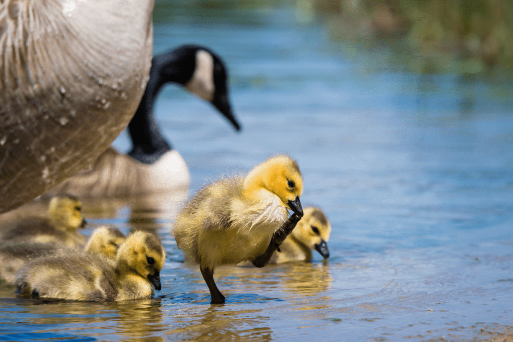 A gosling walks out of the lake in front of a family of geese.