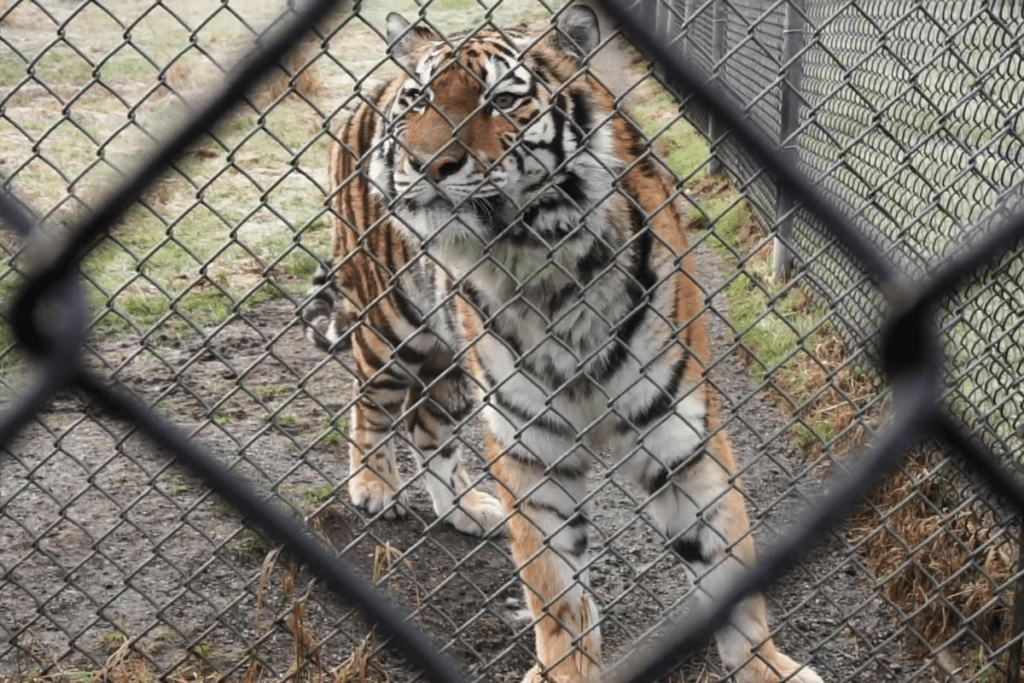 Hana the tiger stares out the fence from a well-worn path at the Greater Vancouver Zoo.