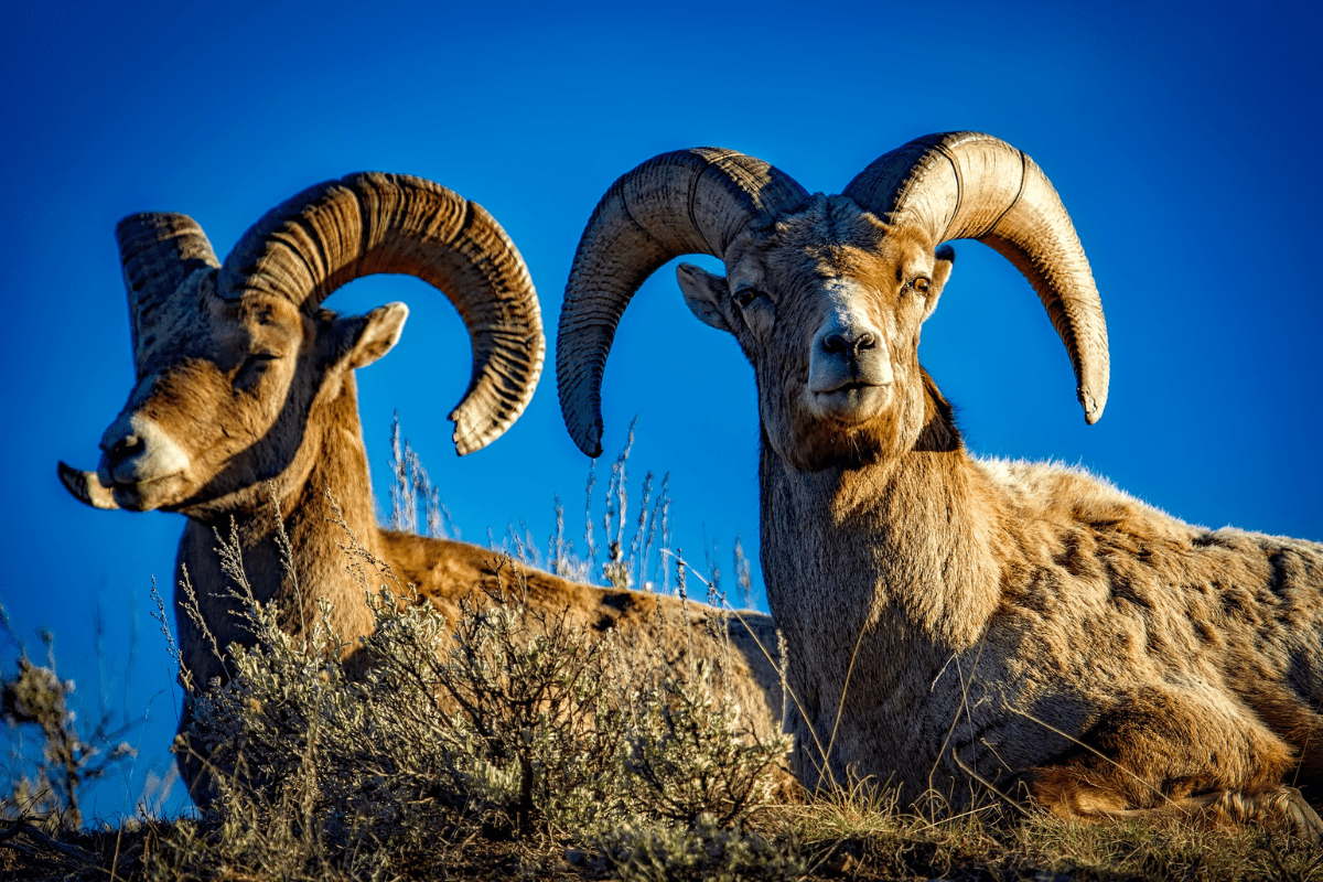 Two bighorn sheep seen from the bottom of a hill.