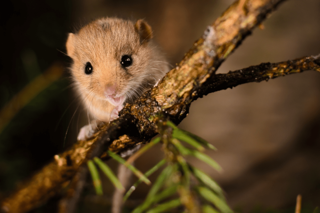 A mouse sits on a small branch.