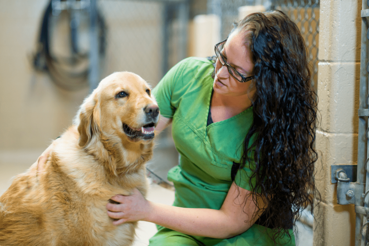 A vet tech pats a dog in an animal shelter