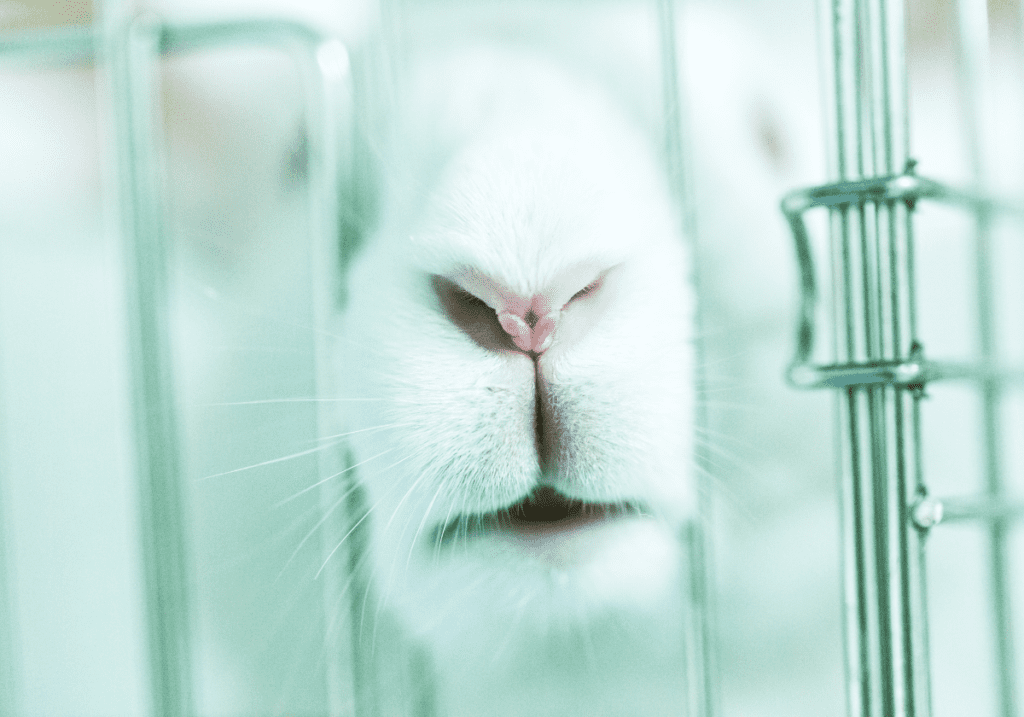 A rabbit poking their nose through the bars of a cage in a laboratory