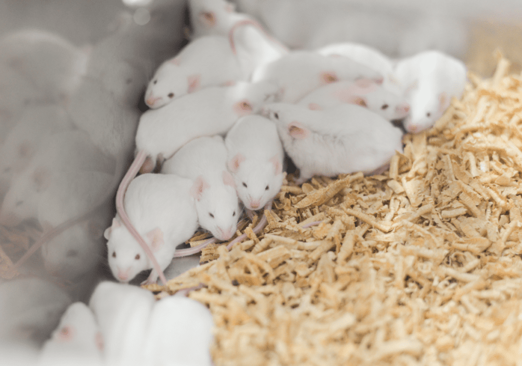 A group of mice in a cage