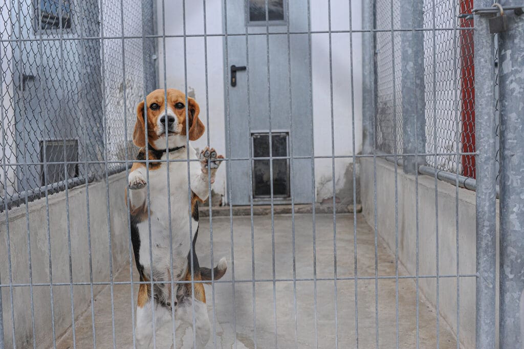 A purpose-bred beagle leaning against the bars of a kennel at a veterinary school