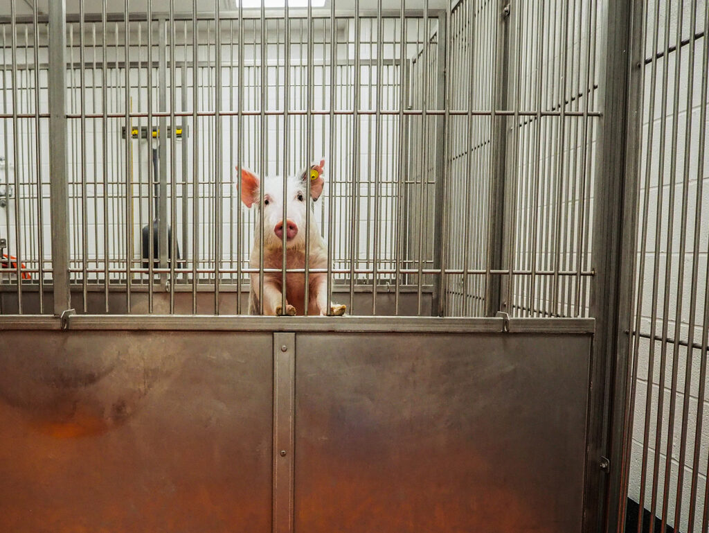 A pig leaning against the bars of a cage in a research facility.