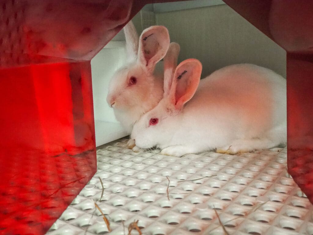 Two rabbits in a lab