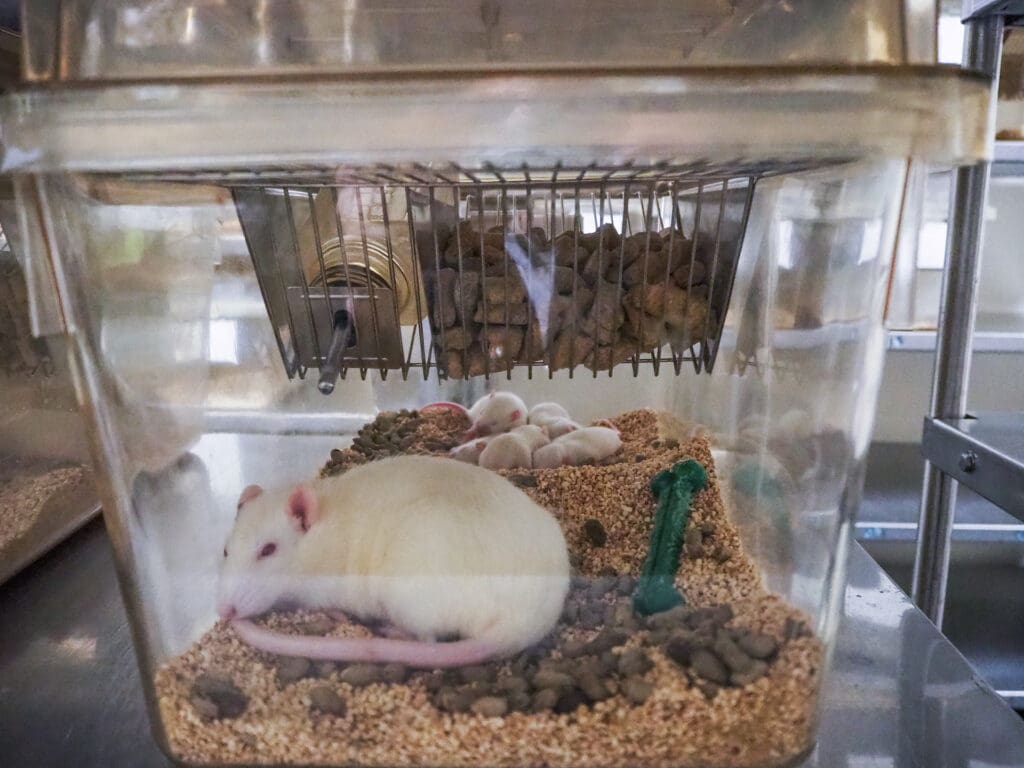 A breeder rat for a medical research and testing facility