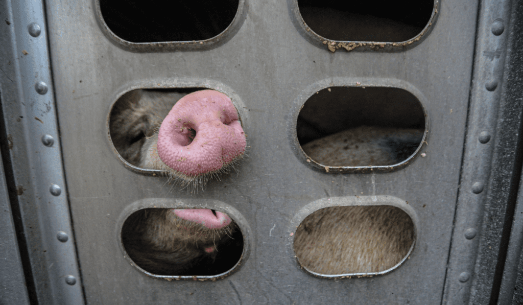 A pig chewing on the bars of a transport truck on the way to a slaughterhouse