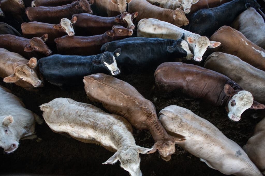 Cattle walk crowded together at a feedlot in rural Québec, Canada.