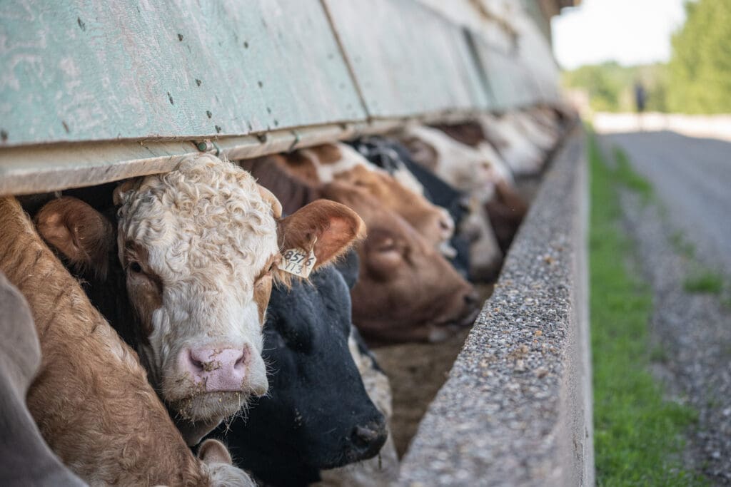 Cattle peek through a fence at a feedlot in rural Québec, Canada.