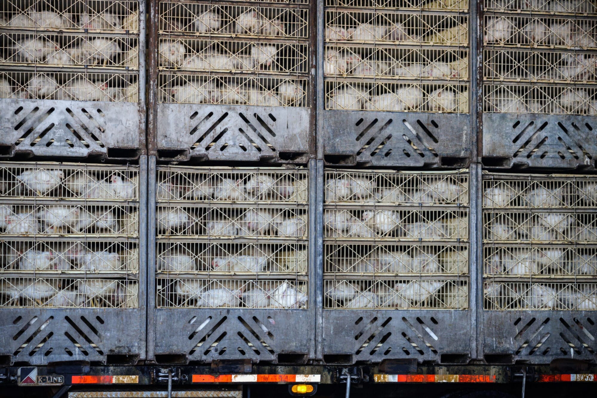 Broiler chickens are shipped to slaughter in crowded crates.