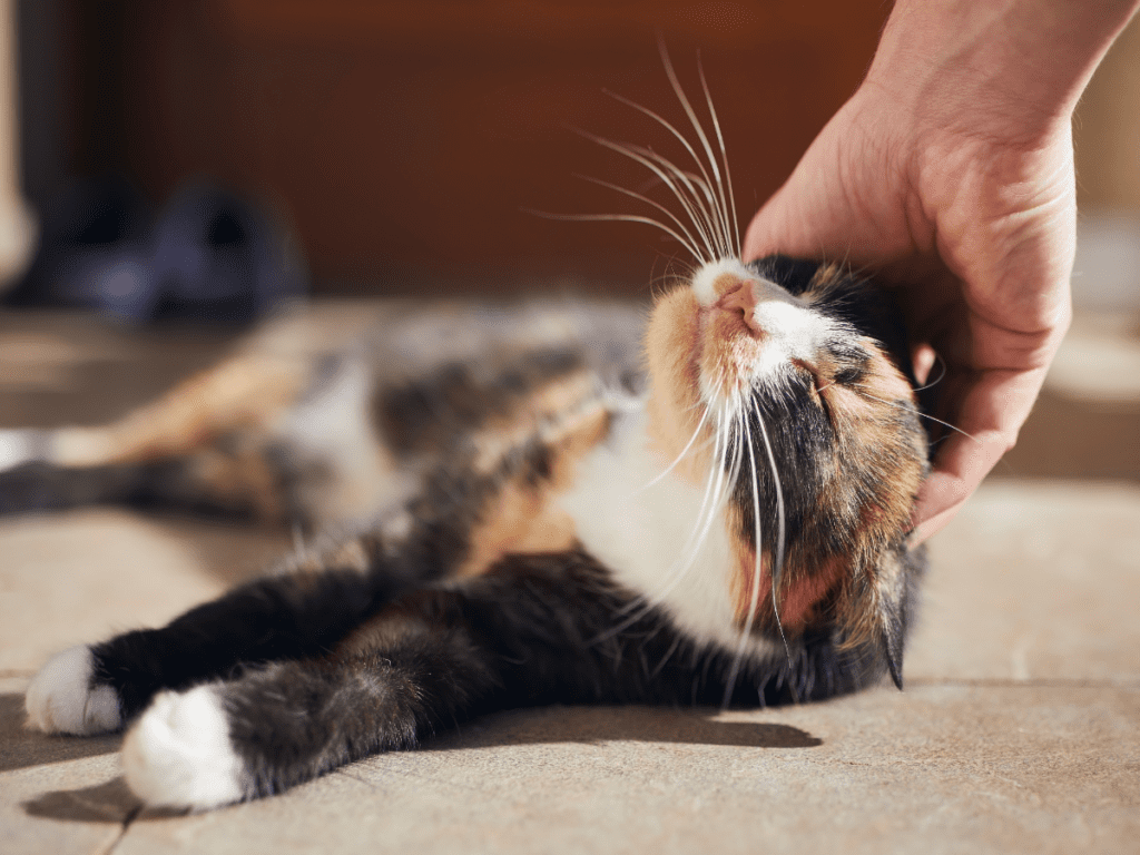 A calico cat is patted in the sunshine.