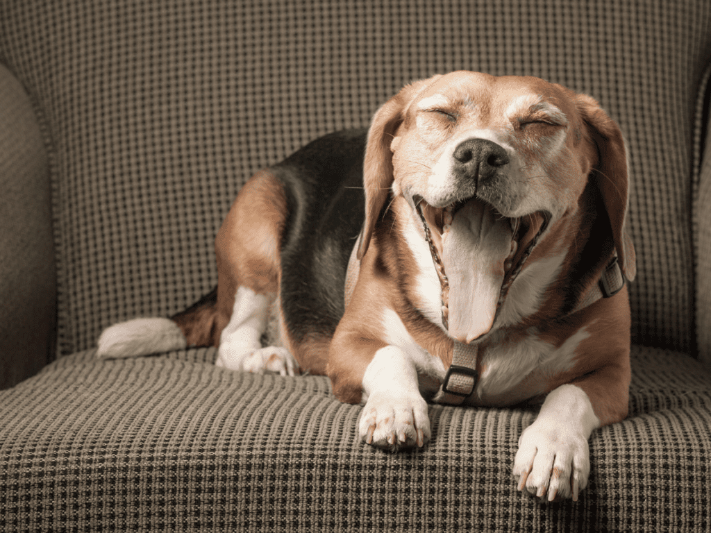 A dog yawns, exhibiting a sign of stress