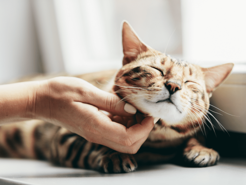 A cat appears relaxed as she is scratched under the chin