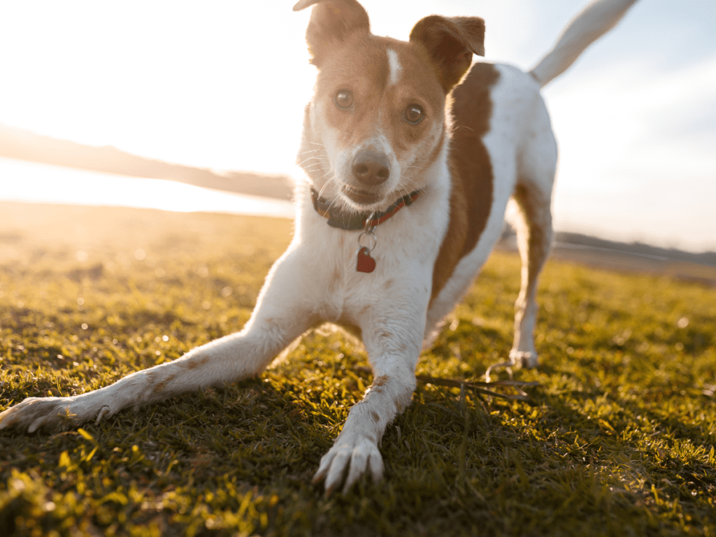 A dog appears playful and looks into the camera