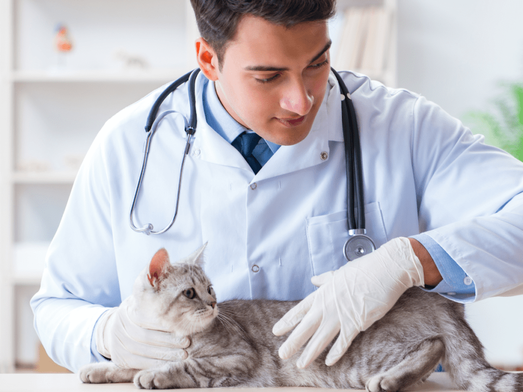 A veterinarian examines a grey cat.