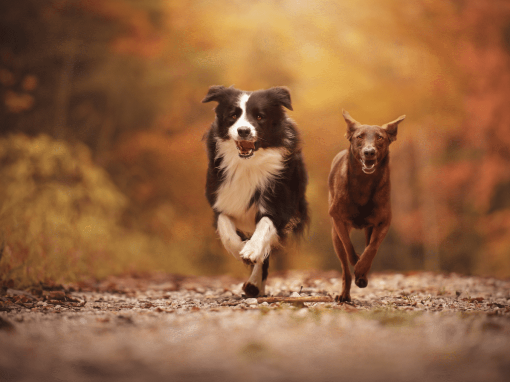 Two dogs run on a stone path in autumn.