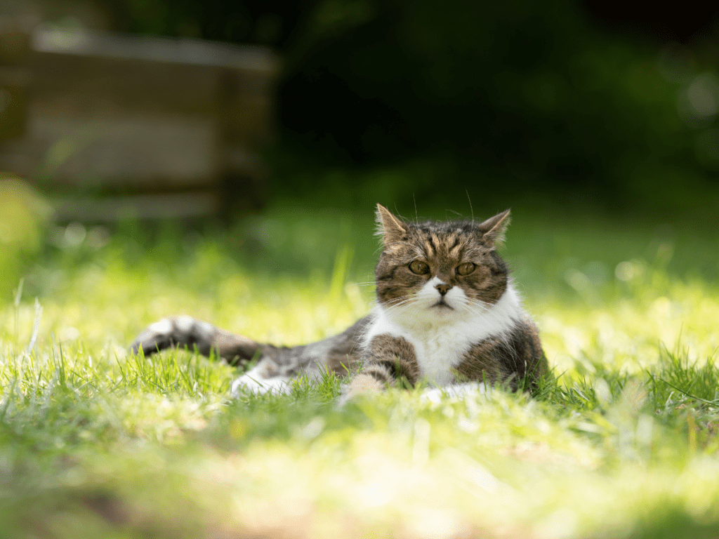 A cat lies in the grass outdoors