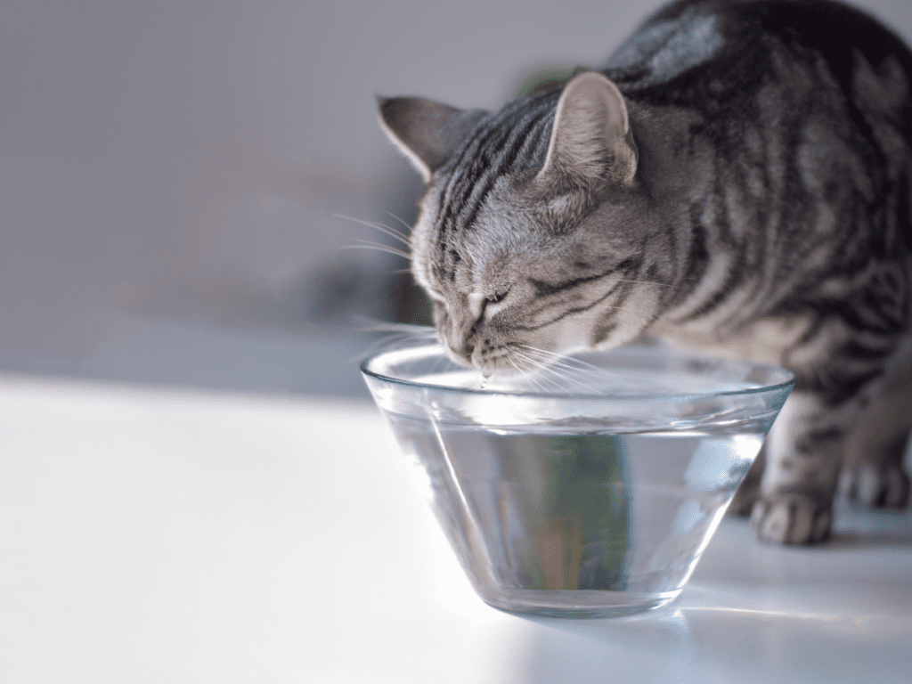 A cat drinks water out of a tall bowl