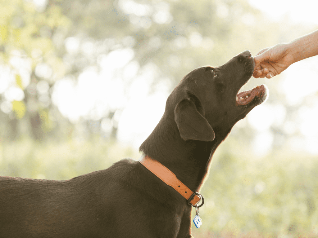 A dog eats a treat out of a person's hand