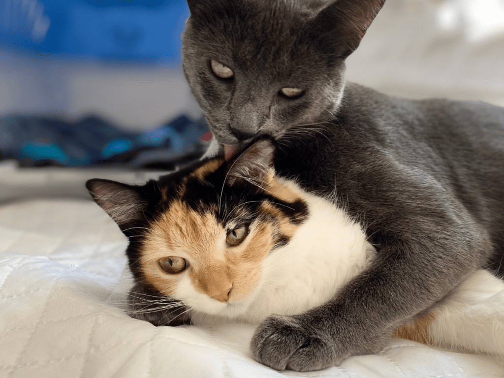 A grey cat grooms a calico cat on a white comforter