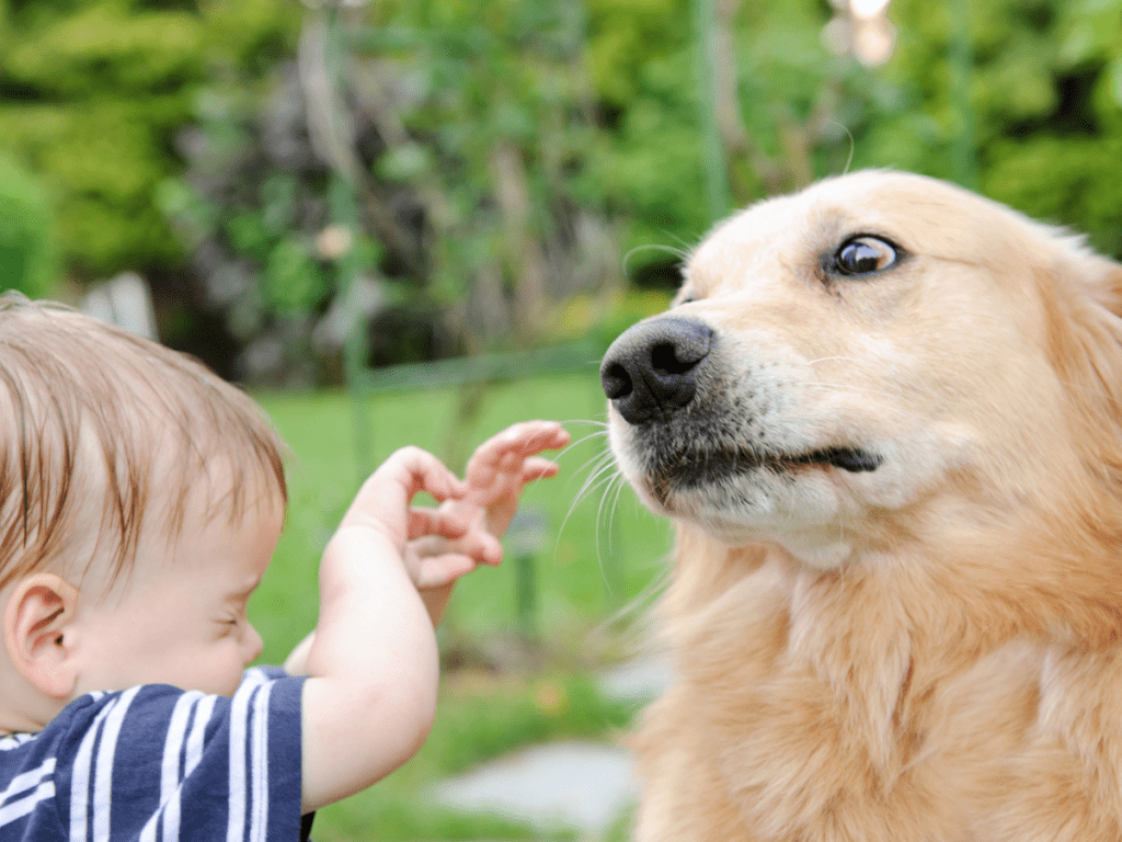 A dog exhibits "whale eye", a sign of stress, as a child approaches