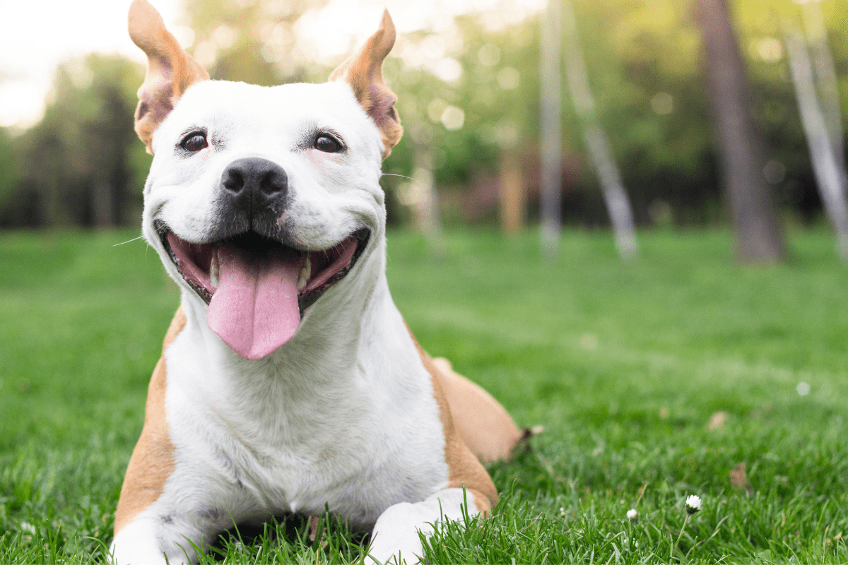 A happy bully breed dog lies in the grass outdoors